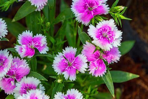 Find out the 13 florida flowering plants we have in our backyard. 8 Low-Maintenance Landscape Plants For South Florida ...