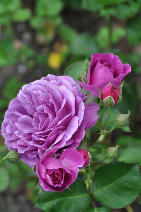 Róża Rabatowa Minerva Róże ogrodowe Sklep Sobieszek producent