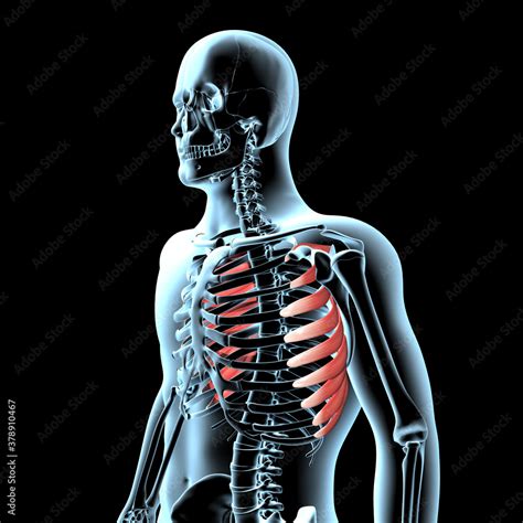 D Illustration Of The Serratus Anterior Muscles Anatomical Position On Xray Body Stock