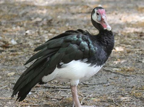 Maybe you would like to learn more about one of these? Birds « African Game Hunts
