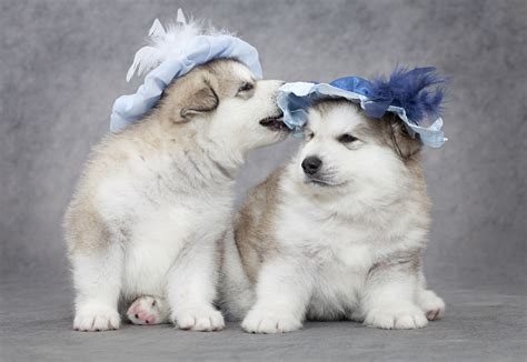They are similar to other arctic, husky, and spitz breeds such as the greenland dog, canadian eskimo dog, the siberian husky, and the samoyed 5 Things to Know About Alaskan Malamute Puppies ...