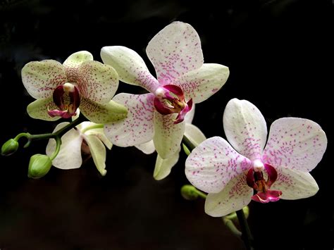 Houseplant Of The Month Phalaenopsis Orchid Heberts Garden Center