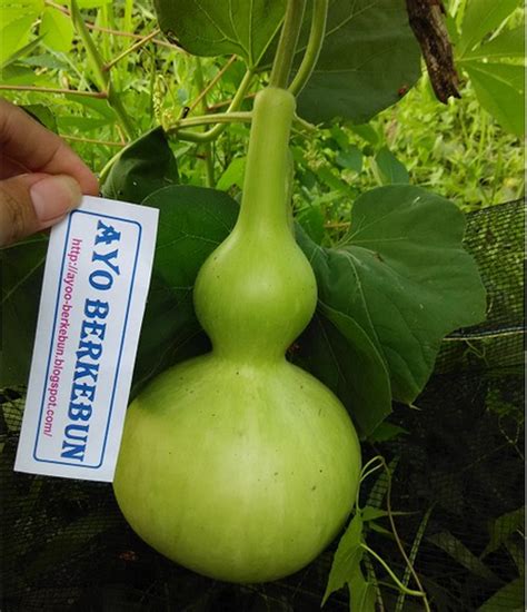 Biji cucurbita moschata disebut juga dengan kuaci, kuaci selain. Jual benih / biji / bibit labu botol di lapak Ayo Berkebun ...
