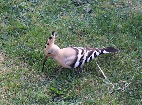 Rare Mohican Feathered Hoopoe Bird Spotted In British Garden Whats