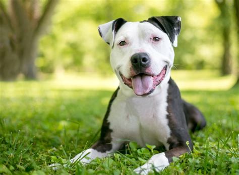 The american pit bull terrier was brought to the united states by immigrants from england, ireland, and scotland during the 19th century. Top 10 Dog Breeds That We Love To Hate - Top10HQ