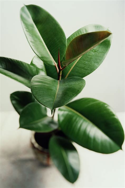 Types Of Rubber Plants