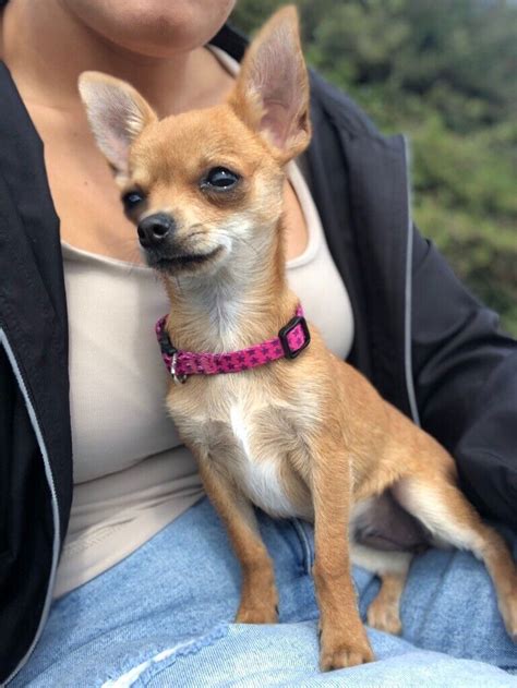 Female Chihuahua Puppy In Chatham Kent Gumtree