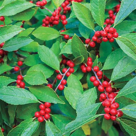 Winterberry Gurneys Seed And Nursery Co