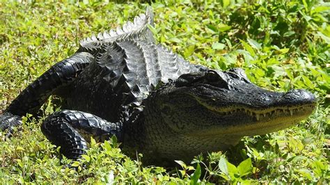 What To Know About South Carolina Alligators For Summer The State