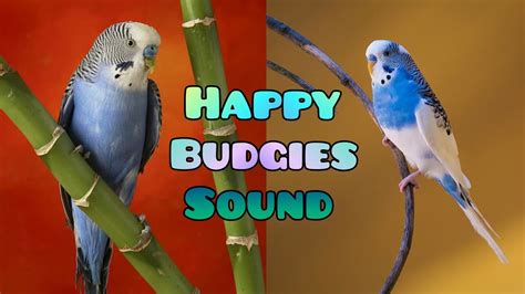 Budgies Happy Sound Parakeets Chirping Sound Budgie Bird Singing Australian Parrot Bajri