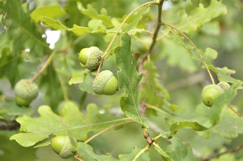 Examine the whole tree before coming to a conclusion. Branches Of An Oak Tree With Green Acorns Stock Photo ...