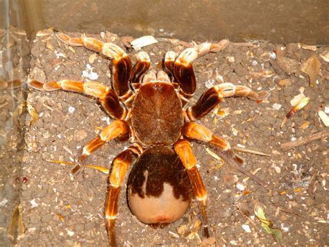 At another site in suffolk, where tiny spiderlings were first released just five years ago, more than a 1,000 nurseries were found this summer and spiders now occupy two miles of ditches. Bucky-ing in the Rainforest