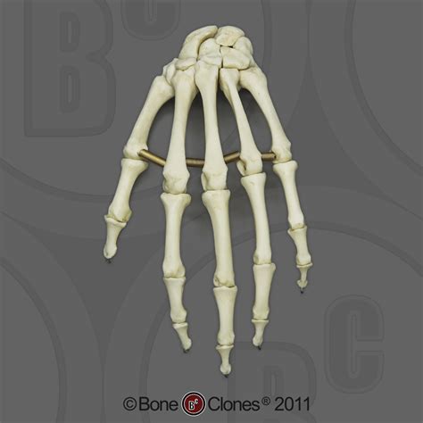 Human Adult Female Foot Articulated Premium Flexible Bone Clones