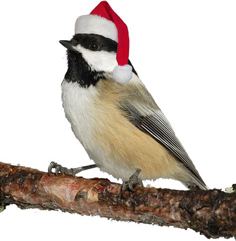 Christmas Bird Png Photos Png Mart