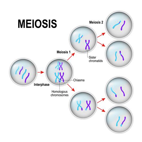 When Does Independent Assortment Occur In Meiosis Slidesharetrick