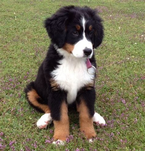 Bernese Mountain Dog Puppy My Girl Mya My Puppies Pics