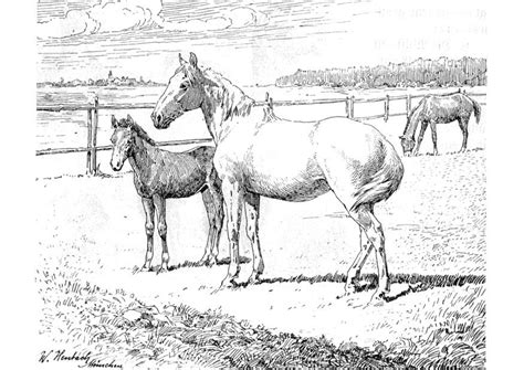 1195 x 1548 gif pixel. Kleurplaat Dieren Moeilijk Paard