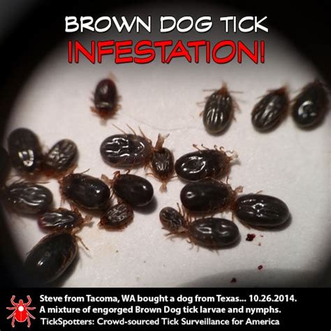 Tick Infestation Dog