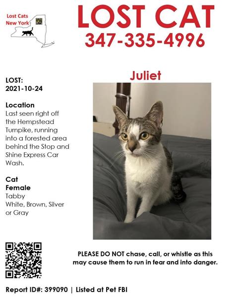 Missing Cat Hempstead New York East Meadow Ny Patch