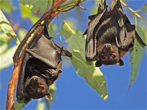 flying foxes kempsey shire council working with the macleay valley community