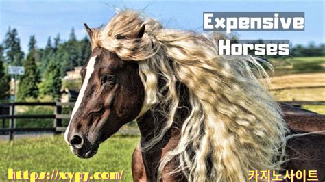 Top 10 Most Expensive Horses Breeds Inter Press