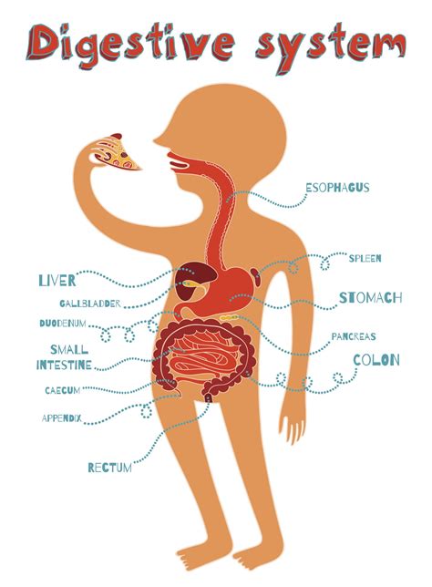 Diagram Printable Digestive System Diagram For Kids Mydiagramonline