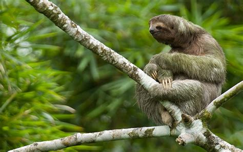 costa rican rainforest sloth