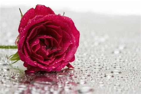 Red Rose With Water Drops Stock Image Image Of Country 4073733
