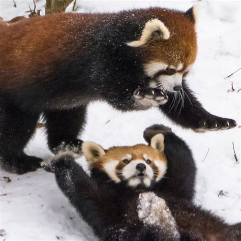 Watch Red Pandas Playing In Snow To Heal Your Winter Wounds E Online