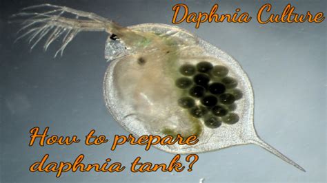 Daphnia Culture How To Prepare Daphnia Tank Youtube