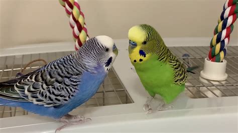 Two Parakeets Budgies Interact Talk Play Cute Youtube