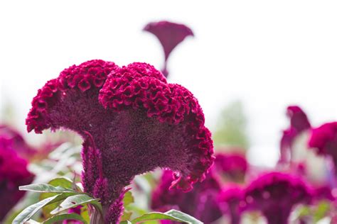 5 Flores Hermosas Que No Deben Faltar En Tu Ofrenda De Día De Muertos