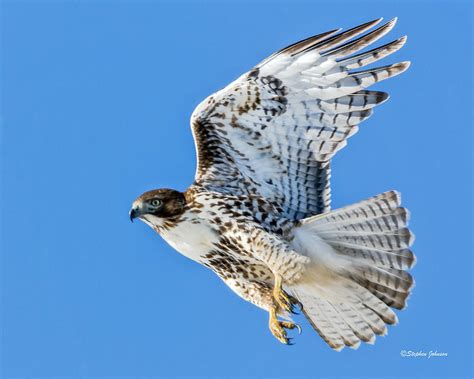 Check spelling or type a new query. Light Morph Juvenile Red-tailed Hawk Photograph by Stephen ...