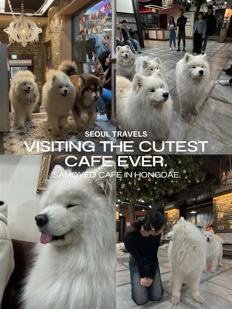 Seoul Travels Visiting The Viral Samoyed Cafe 🐾 Gallery Posted By