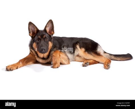 Young Male German Shepherd Dog At 6 Months Old Stock Photo Alamy