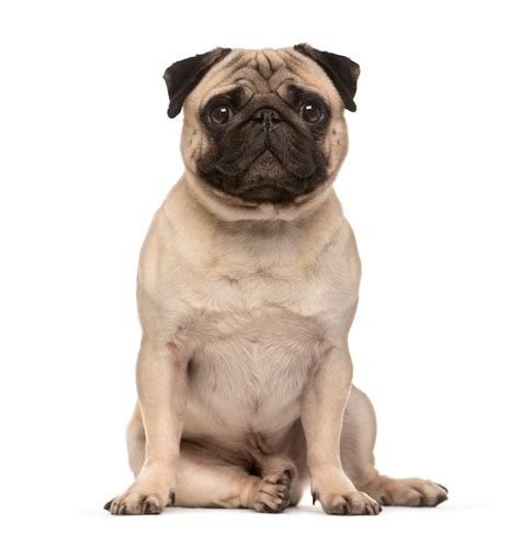 Sentado Beige Pug Dog Mirando A La Cámara Aislada En Blanco Foto Premium