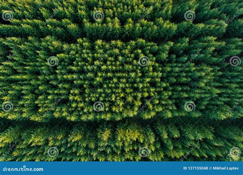 Aerial View Of Green Coniferous Forest Plantations Stock Photo Image