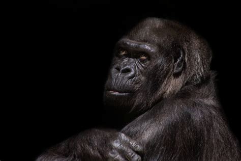 Gorilla Free Stock Photo Public Domain Pictures