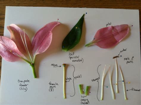 Biology Class Tutorial Angiosperm Dissection Tutorial