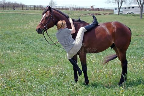 Montaggio Del Cavallo Immagine Stock Immagine Di Animale 2379745