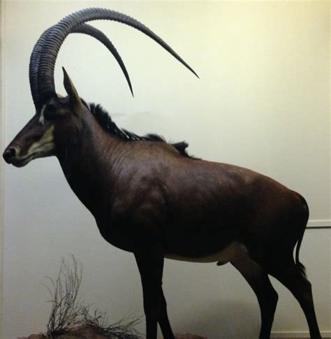 Giant Sable Antelope Hippotragus Niger Variani Field Museum Of