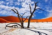 Dead Vlei "le Marais Mort" Près de Sossusvlei dans le Désert du Namib