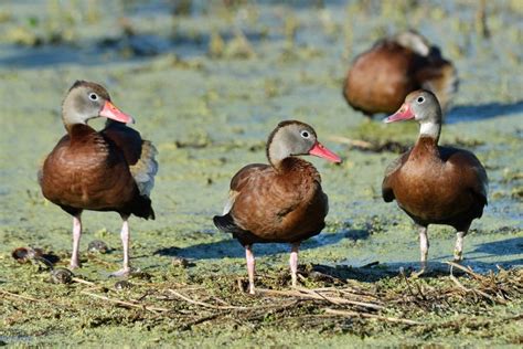 15 Types Of Ducks In Florida With Pictures And Sounds Bird Joy