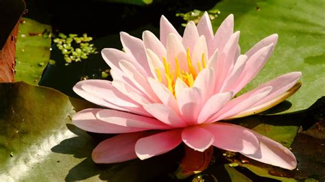 Closeup View Of Pink Water Lily Flowers Green Leaves Hd Flowers