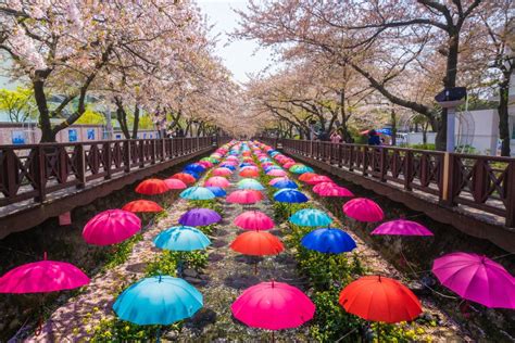 Onde Perseguir Flores De Cerejeira Na Coreia Do Sul Viajando E