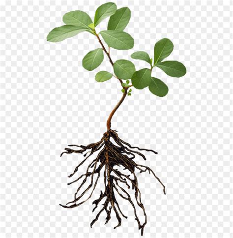 Lant With Roots Png Plant And Root PNG Image With Transparent