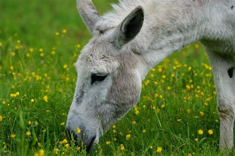 Donkey On Pasture Closeup Free Image Download