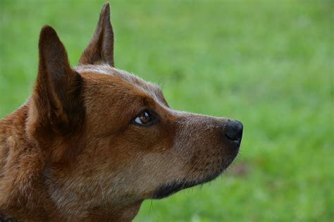 Red Dog Breeds The Smart Dog Guide