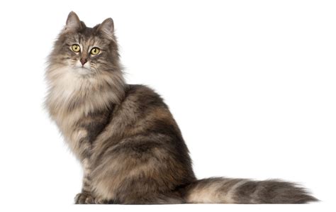 Norwegian Forest Cat Photo Gallery