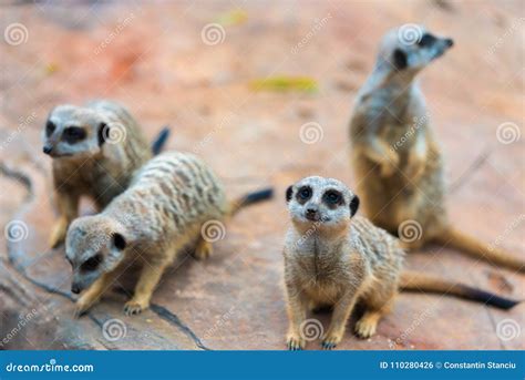 Clan Of Meerkats Suricata Suricatta Stock Photo Image Of Mammal